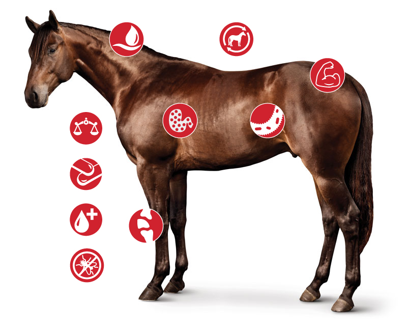 Image of horse with icons